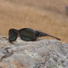 Fitover sunglasses online sale